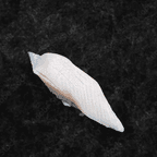 Best White Tuna (shiro maguro) in West Chester Township, OH